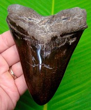DENTE DI SQUALO MEGALODONTE