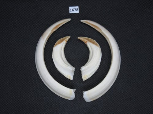 Wild boar tusks - , 1678)