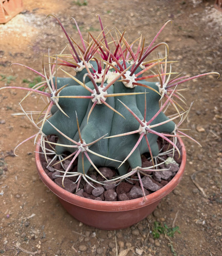 Ferocactus emoryi pianta da - -,