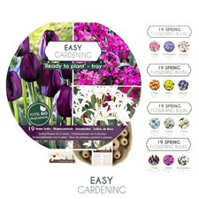 Tulipani narcisi Allium bulbi