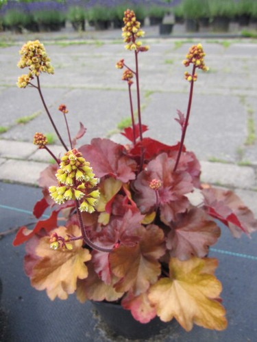 Heuchera villosa little cuties - heuchera,