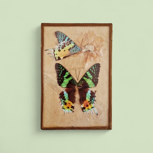 Quadretto vintage con volo - vintage,