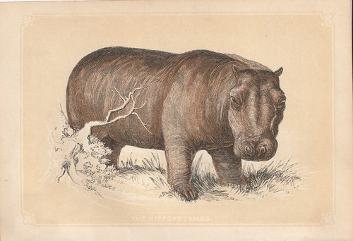 Ippopotamo fluviale - ippopotamo,