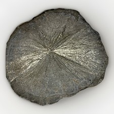 3" Pirite Sole Dollaro Fossile