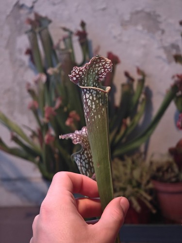 Sarracenia ibrido farnhamii - ibrido,