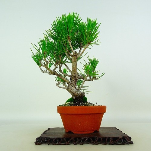 Pinus thunbergii vaso bonsai - thunbergii,
