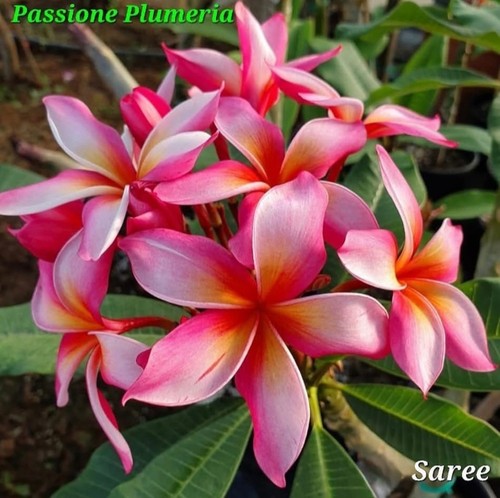 Talea plumeria - talea, di