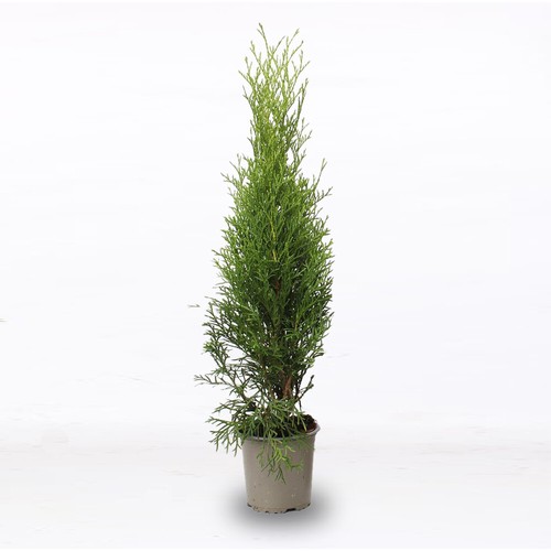 Tuia smeraldo thuja - smeraldo, "thuja