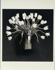 Robert Mapplethorpe (1946-1989) cartolina stampa fotografica artistica - fotofolio tulipani 4”x6”