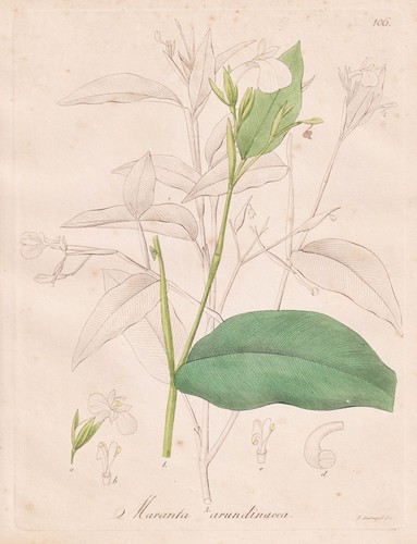Maranta arundinacea freccia