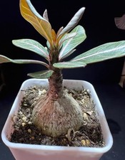 Raro 4,7 cm Adenium socotranum