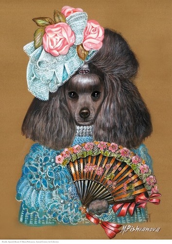 Poodle spanish beauty - beauty, a3