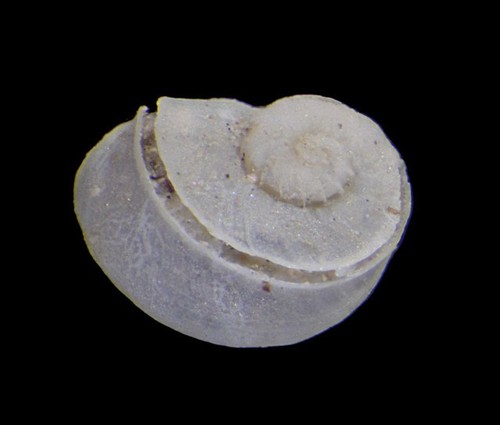 Scissurella costata wonderful - scissurella,