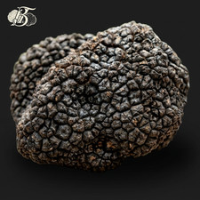 Tartufo Nero Pregiato Fresco