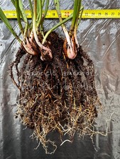 SARRACENIA LEUCOPHYLLA L101 MK