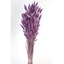 Lagurus essiccato - coda di