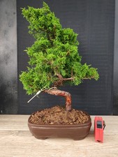 bonsai ginepro itoigawa 43 cm