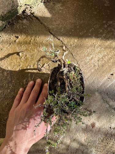 Bonsai timo macchia - bonsai, ,