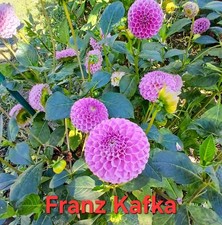 Semi di dalia fiori da