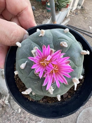 Vendita vaso raro cactus - vendita,
