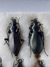 1 paio di Carabus