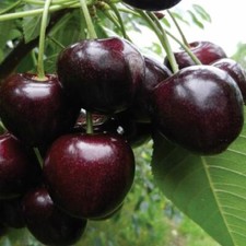 Pianta frutto ciliegia - frutto,