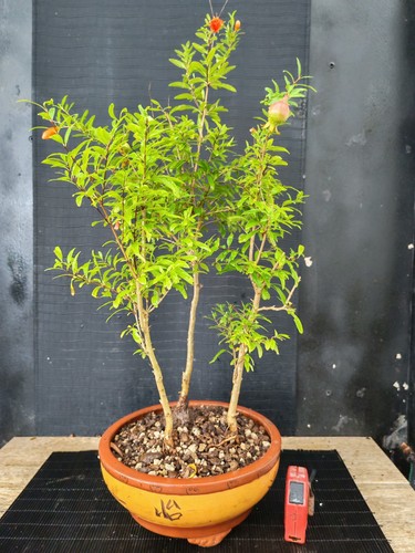 Bonsai bosco melograno - bosco,