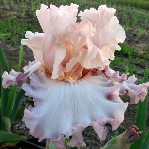 Iris cameo minx barry - iris, (barry