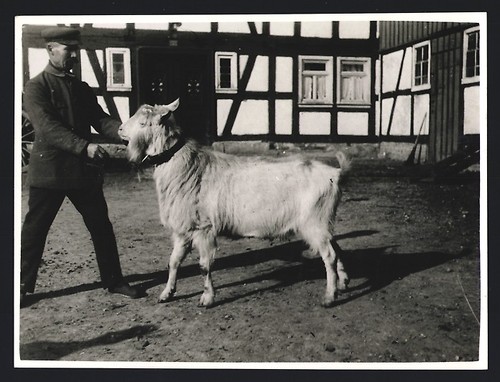 Fotografia mostra animali - fotografia,