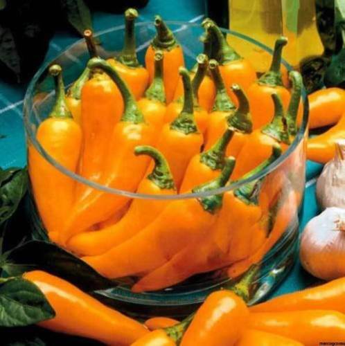 Bulgarian carrot semi - bulgarian, carrot,
