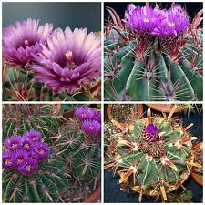 50 semi di Ferocactus