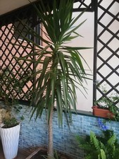 Pianta Tronchetto della Felicità Yucca elephantipes Yucca zampa di Elefante 