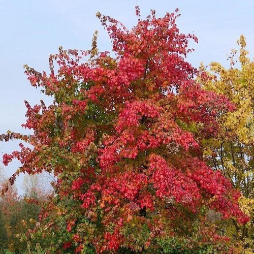 40x acer buergerianum - acer, acero