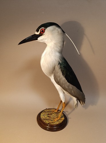 Taxidermy cabinet de - cabinet,