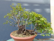 Bonsai Di Carpino Bianco