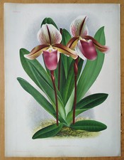 Cypripedium orphanum - Stampa
