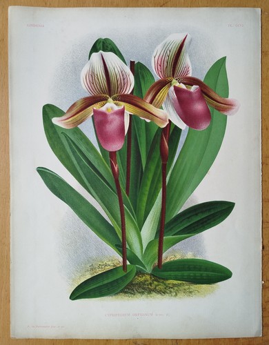 Cypripedium orphanum stampa - orphanum,