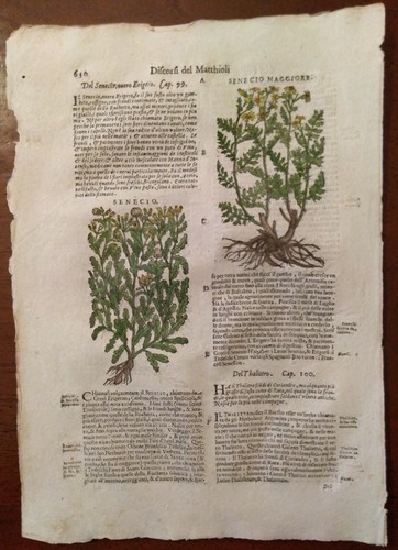 Stampa antica erbario mattioli - antica,