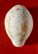 GASTÉROPODE FOSSILE DES