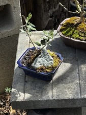 OLIVE BONSAI TREE- FREE