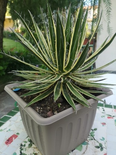 Agave filifera variegata sub - agave,