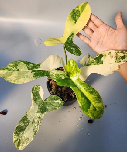 Philodendron paradise beauty - philodendron,