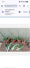 aloe vera aloe arborescens