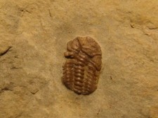 TRILOBITE  TRIMEROCEPHALUS