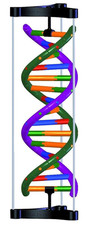1005300 Modello DNA a Doppia