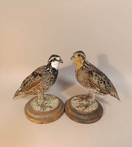 Taxidermy cabinet de - cabinet,