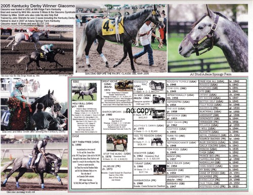 Grey race horse - grey, derby