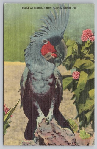 Cartolina cacatua nera nella - cartolina,