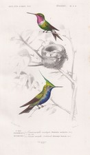 Colibri Lophornis Colibrì