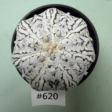 Prezzo di vendita flash Cacti